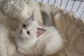 Ragdoll Kiten mit Stammbaum zu verkaufen
