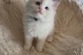 Ragdoll Kiten mit Stammbaum zu verkaufen