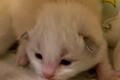 Ragdoll Kitten