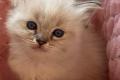 Ragdoll Kitten