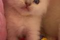 Ragdoll Kitten