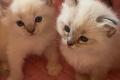 Ragdoll Kitten