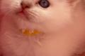Ragdoll Kitten