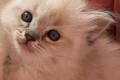Ragdoll Kitten