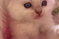 Ragdoll Kitten