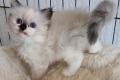 Ragdoll Kitten mit Stammbaum- Bis 12.08 den Name selbst w&auml;hlen!
