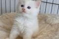 Ragdoll Kitten mit Stammbaum- Bis 12.08 den Name 