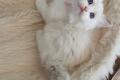 Ragdoll Kitten mit Stammbaum- Bis 12.08 den Name 