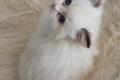 Ragdoll Kitten mit Stammbaum- Bis 12.08 den Name 