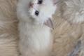 Ragdoll Kitten mit Stammbaum- Bis 12.08 den Name 