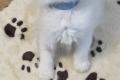 Ragdoll Kitten mi...