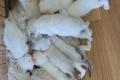 Ragdoll Kitten zu verkaufen