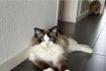 Ragdoll Kitten zu verkaufen
