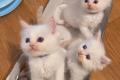 Ragdoll Kitten zum verkaufen