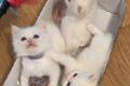 Ragdoll Kitten zum verkaufen