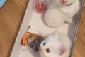 Ragdoll Kitten zum verkaufen