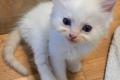 Ragdoll Kitten zum verkaufen