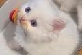 Ragdoll Kitten zum verkaufen