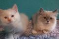 Ragdoll Perser  Kitten dürfen zum 25.8.23 ausziehen