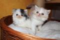 Rassenreine Perser und Exotic-Shorthair Kitten