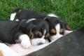 Reinrassige Beagle-Welpen in liebevolle Hände abzugeben