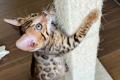 Reinrassige Bengal Junge mit Perfekte Zeichnung