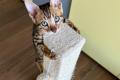 Reinrassige Bengal Junge mit Perfekte Zeichnung