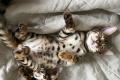Reinrassige Bengal Junge mit Perfekte Zeichnung