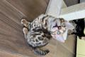 Reinrassige Bengal Junge mit Perfekte Zeichnung