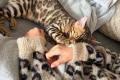 Reinrassige Bengal Kitten mit Stammbaum whatsapp 01639402448.