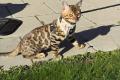 Reinrassige Bengal Kitten mit Stammbaum whatsapp 