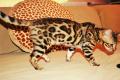 Reinrassige Bengal Kitten für Zucht &Show&Liebhaber