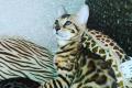 Reinrassige Bengal Kitten für Zucht &Show&Liebhaber