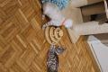 Reinrassige Bengalkitten Lynx Seal und Charcoal Seal