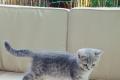 Reinrassige BKH Kitten abzugeben! BKH Blue / Silver Tabby