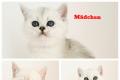 Reinrassige BKH Kitten mit blauen Augen (zur Reservierung verfügb