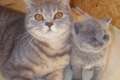 Reinrassige BKH Kitten suchen liebevolle Ohrengrauler