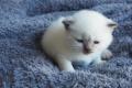 Reinrassige Britisch Kurzhaar Kitten in blue- und 