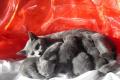 Reinrassige Kartäuser / Chartreux Kitten zu 