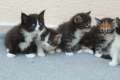 Reinrassige Maine-Coon Katzen ohne Papiere