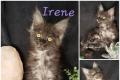 Reinrassige Maine Coon Weibchen mit Stammbaum suchen Zuhause