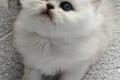Reinrassige Perserbabys chinchilla,  Silver shaded,  