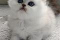 Reinrassige Perserbabys chinchilla,  Silver shaded,  