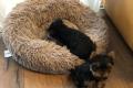 Reinrassige schöne Yorkshire-Terrier Welpen zu 