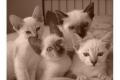 Reinrassige Siam Katze Kitten ab Oktober 2013 an 