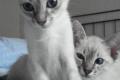 Reinrassige Siam Katze Kitten ab Oktober 2013 an 