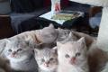 Reinrassige, süße Britisch-Kurzhaar Kitten warten auf Dich!