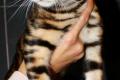 Reinrassige Toyger Kitten mit TICA Stammbaum zu 
