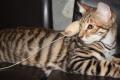 Reinrassige Toyger Kitten mit TICA Stammbaum zu 