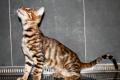 Reinrassige Toyger Kitten mit TICA Stammbaum zu 